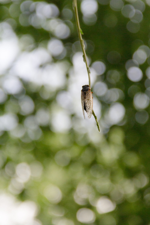 in praise of cicadas