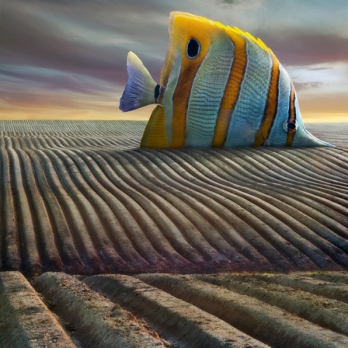 fer1972:  Photomanipulations by Dariusz Klimczak