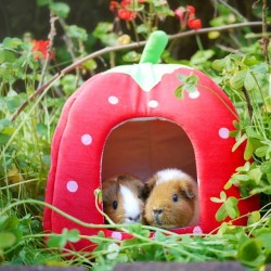 thedailyguineapig:  (via Fuzzberta &amp; Friends @fuzzberta 🍓 Strawberry patc…Instagram photo | Websta) Cuties in a strawberry!