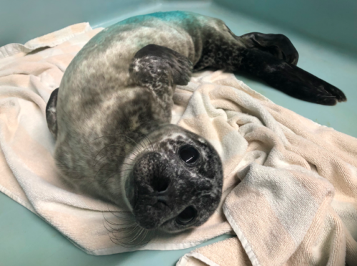 sealrescueireland:Moonflower, are you aware it’s illegal to be this cute?