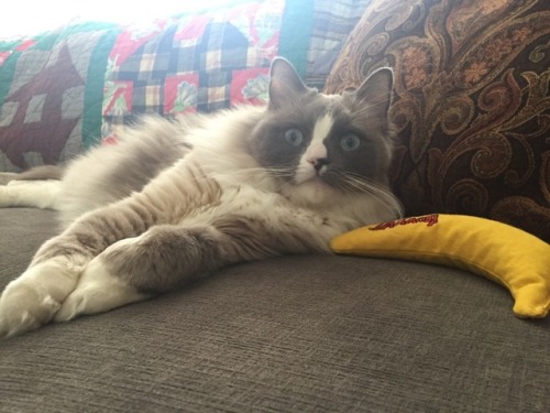 actualbosscat:It is a banana Saturday with Boss