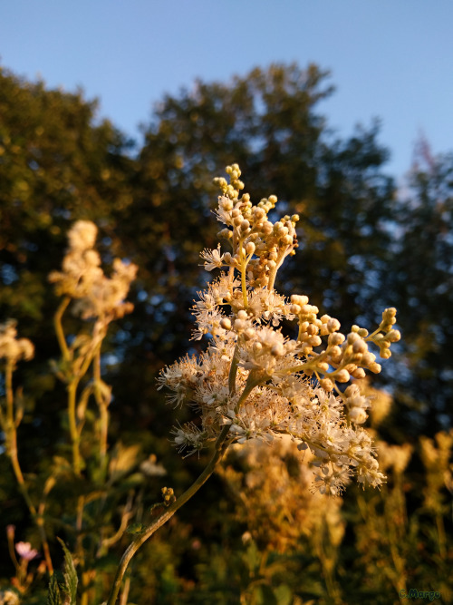 , (. Filipndula Ulmria) , . Meadowsweet (lat. Filipndula Ulmria) Is A Plant That Smells Like Honey.