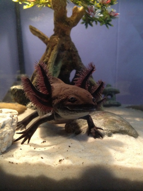 axolotlapothecary: pallasyte:Fen is on the move  Look how big her gills used to be! I’m g