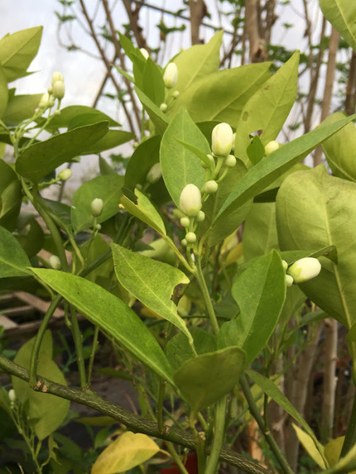 Citrus about to bloom 