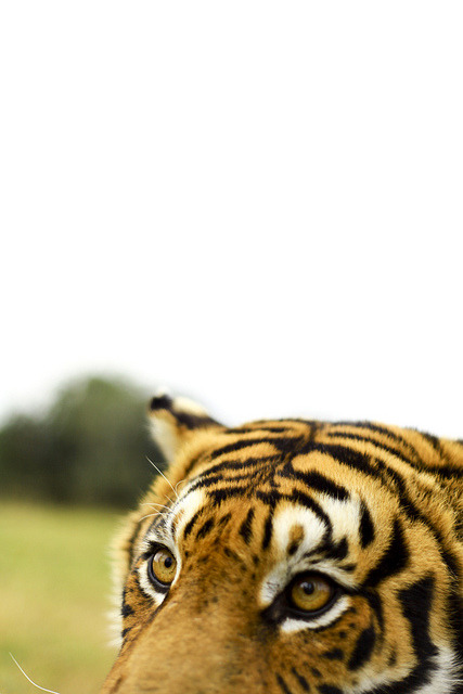0ce4n-g0d:  Eye of the Tiger | Forgiven!