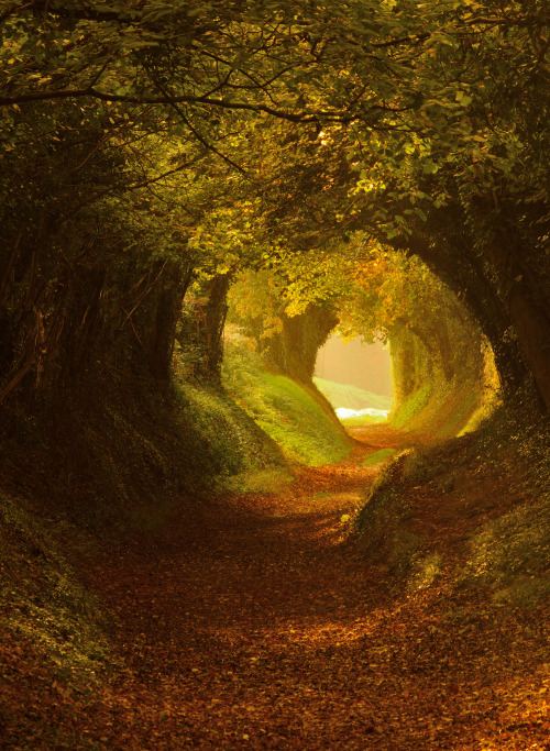 travelgurus: Fairytale Forest Path at Chichester, Sussex, England by Oliver Andreas Jones Travel Gur