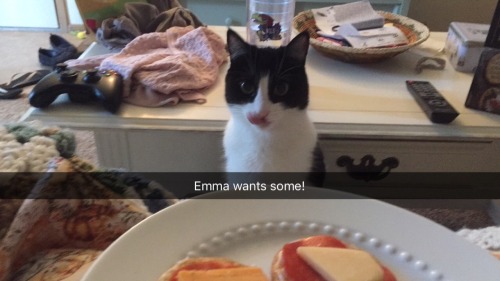 Ignore my extremely messy table in the background and focus on my hungry kitty.(submitted by @sische