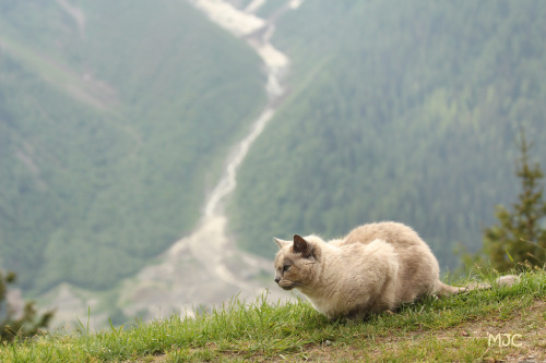 Le chat du Parc Merlet (by jaimepersonne)