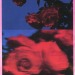 janasojka:Pick roses at night. 