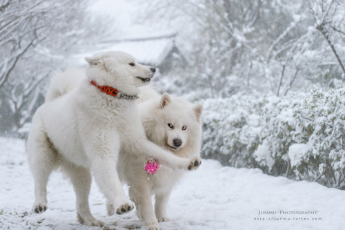 mingsonjia:Photoset of Samoyeds having fun in snow// from Chinese photographer junmu