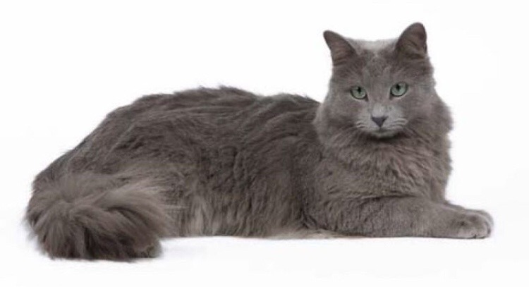 65++ What does a nebelung cat patronus mean Funny Cats Life