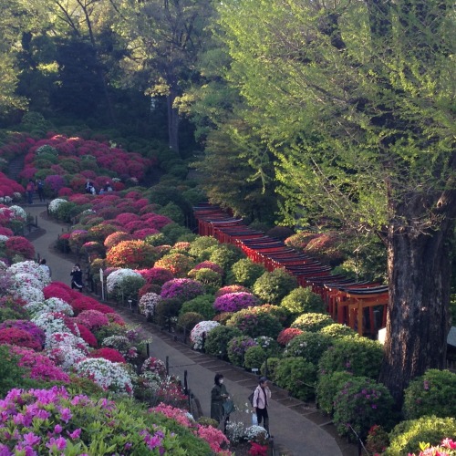 Si pour les occidentaux, le printemps au japon est synonyme de cerisiers en fleurs, les japonais hon