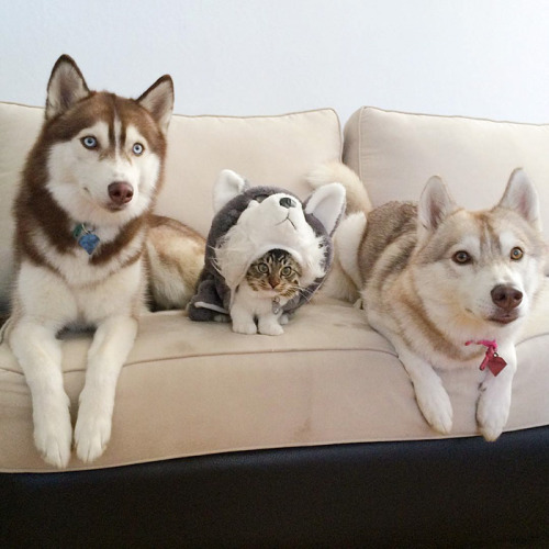catbountry:ciarachimera:cassandrashipsit:boredpanda:3 Huskies Become Best Friends With A Cat After S