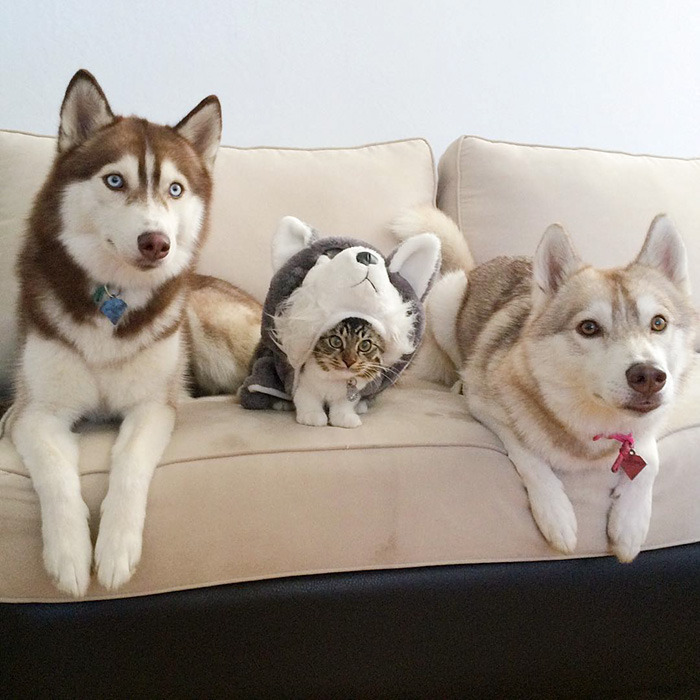 bobbycaputo:    Three Huskies Are Inseparable Best Friends with a Dying Kitten They