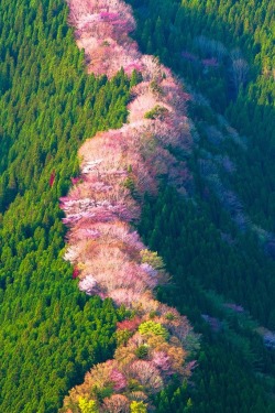 sixpenceee:  Wild cherry trees in Nara, Japan. 