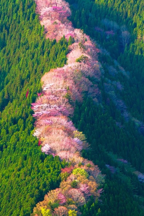 Porn Pics sixpenceee:  Wild cherry trees in Nara, Japan. 