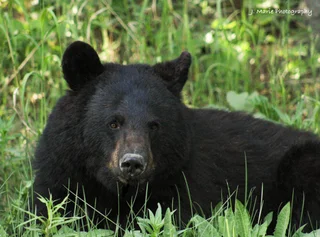 My Life Hasnt Been Very Bearable Recently, Could I Have Some Of My Favorite Bears: American Black Bears?