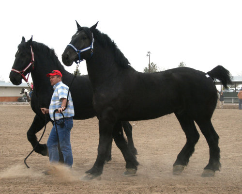 beauxchevaux: Percherons(Source)