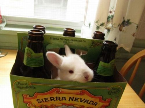 katietheblog:a-s-h:now with extra hopsThis beer tastes a little bunny.