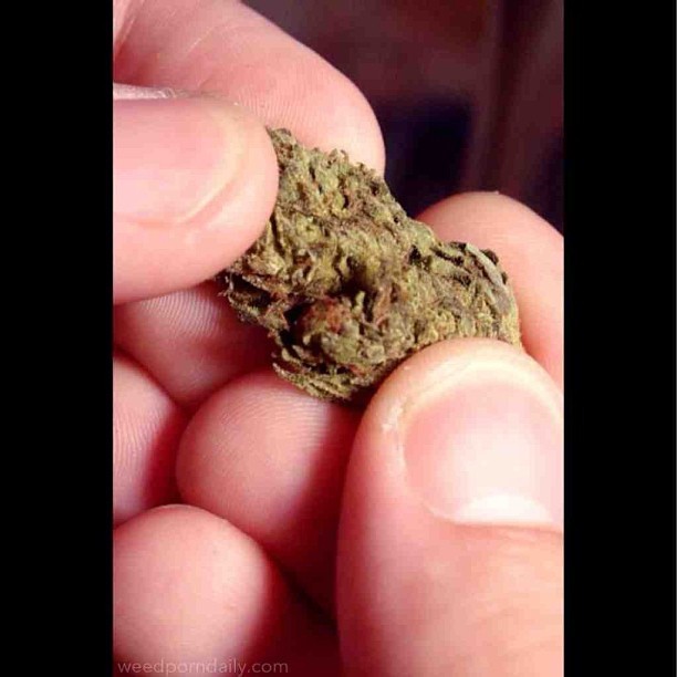weedporndaily:  Peeking inside