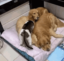 Cuddle Pile!!!!!!!