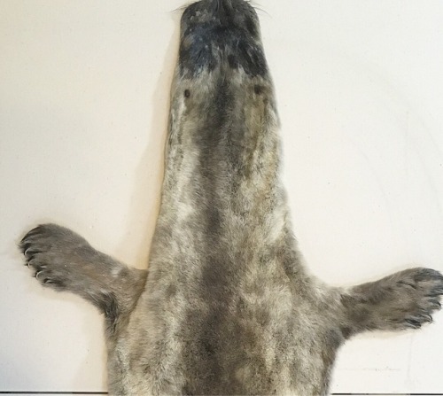 The Harbor Seal pup is finished and with his new family at the Santa Barbara Museum of Natural Histo