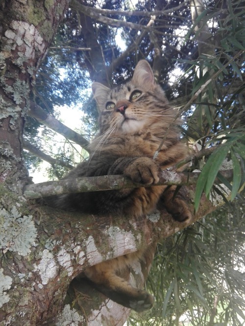 thebeanandbelashow: A tree dwelling boy named Bean.