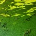 adventures-in-poor-planning:I took the smallest, shittiest picture of a frog at the nature preserve last week and just looking at it has me in tears of laughter. Just another pea in the pea soup…