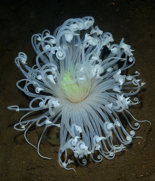 mimeticspace:Firework Anemone