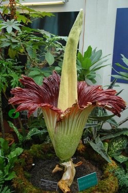 sixpenceee:  Amorphophallus titanum known as the titan arum, is a flowering plant with a large unbranched inflorescence. Due to its odor, which is reminiscent of the smell of a decomposing mammal, the titan arum is also known as the corpse flower, or