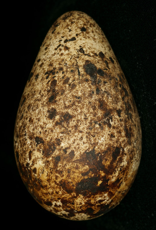 The amazing vareity of Guillemot (Uria Aalge) eggs from Birmingham Museums Trust’s collection.