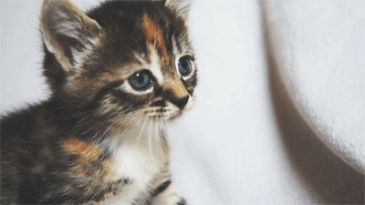 dek-says-so: uncomfortableconfusion: The cutest kitten gifs ever on tumblr  @kiriei, @sanepsycho240, @thetallestofhobbits 