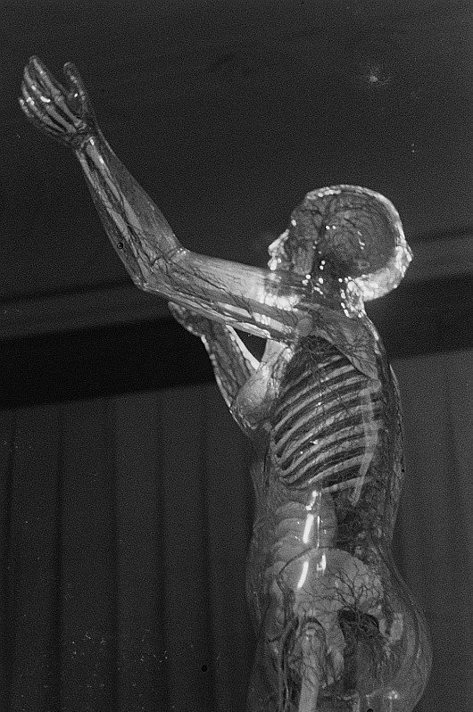 enolajay:  “Claimed to be the first exhibit of its type, a life-sized anatomically
