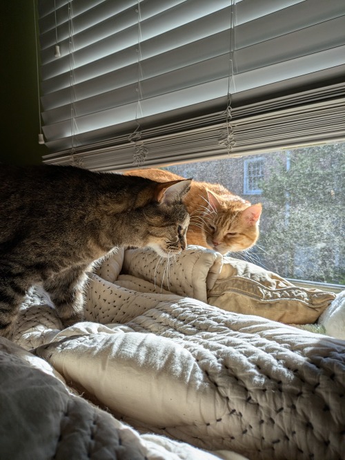 Nine Years Ago, I Adopted My Cats. Happy Adoption Day To My Babies, They've Both Grown So Much