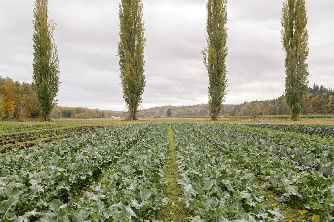 Jenny Riffle One Leaf Farm For Kinfolk