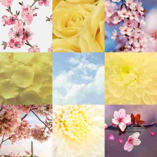 moodboard for Aya based on her untrained Sakura SplashSorry this took so long! but Im really proud o