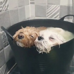 awwww-cute:  Bathtime bliss (Source: http://ift.tt/2sBxXi3)