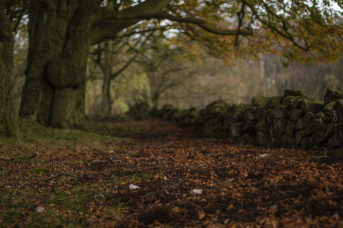 garettphotography:Autumn in Derbyshire | GarettPhotography