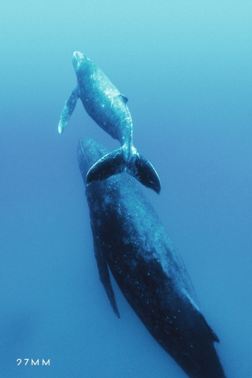 Humpbacks ~ Sea of Cortez by 27MM