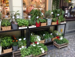 s-un-rise:  I love how planty every street is in Amsterdam