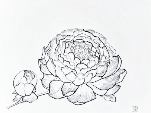 My co-worker asked me to draw peonies and magnolias for her, so I did. I am very happy with the resu