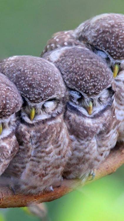 creanavt:creanavt.tumblr.com/archive spotted owl juveniles (Strix occidentalis), a resident 