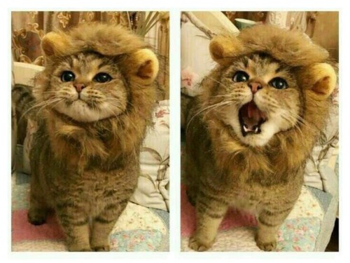 everythingfox:  i am a lion(via)