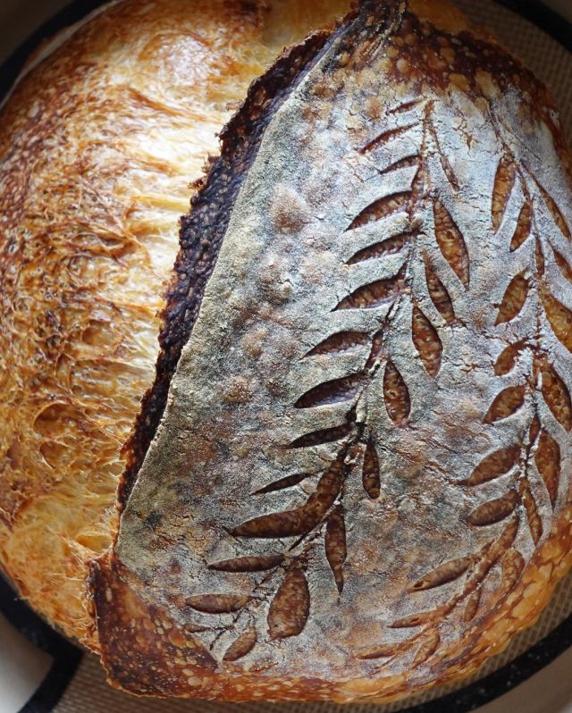 low_helen #bread#baking#food#cottagecore#sourdough#levain#campagne#loaf#scoring#trypo -