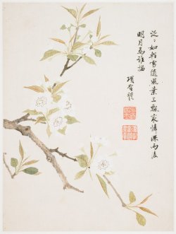 heaveninawildflower: Pear Blossom (1656). Ink and colour on paper by  Xiang Shengmo  ( Chinese, 1597-1658  ). Image and text courtesy  Minneapolis Institute of Art.           