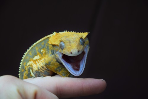 shingecko-no-kyojin:  aren’t I so cute?  FUCK U I CHANGED MY MIND 