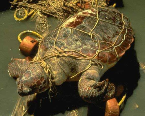 THIS IS WHY YOU SHOULDN’T LITTER.