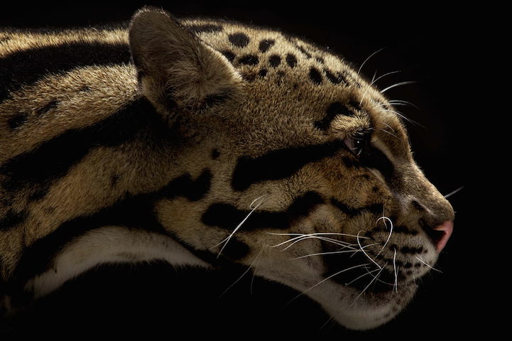 axelizard:  ruineshumaines:  Vincent J. Musi  I wanna take pics like this but with
