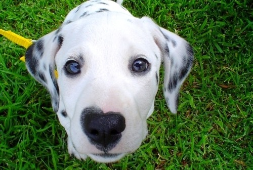 thebabyanimals:  beautiful blog full of baby animals!