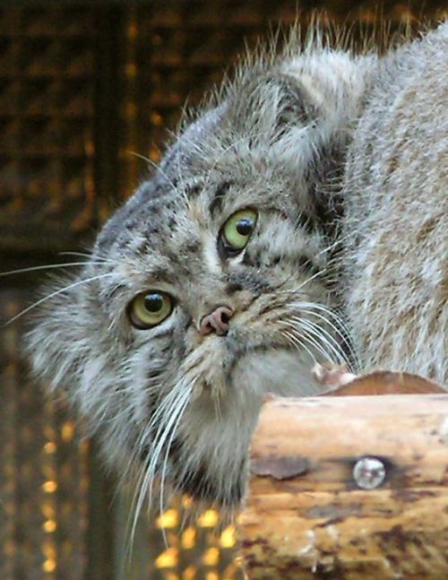 generouskittendragon:Pallas Cat - Wildlife